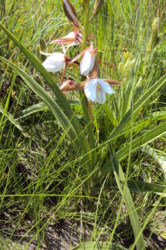 Sivun Eulophia ovalis var. ovalis kuva