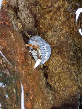 Image of Hawaiian hermit