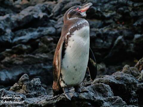 Image of Galapagos Penguin