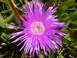 Image of Carpobrotus deliciosus (L. Bol.) L. Bol.