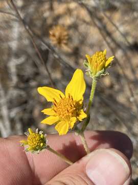 Image of Bahiopsis triangularis (M. E. Jones) E. E. Schill. & Panero