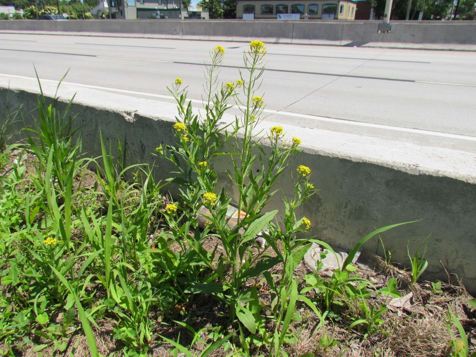 Plancia ëd Erysimum cheiranthoides L.