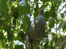 Image of Topknot Pigeons