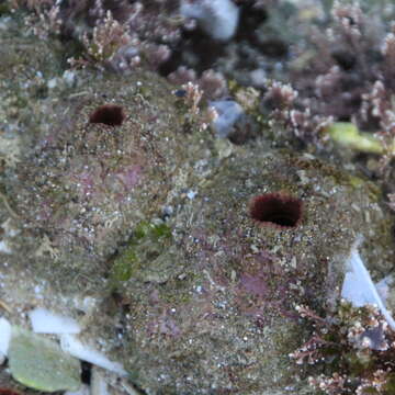 Image of Pyura doppelgangera Rius & Teske 2013