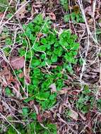 Image of Porsild's Pseudosaxifrage