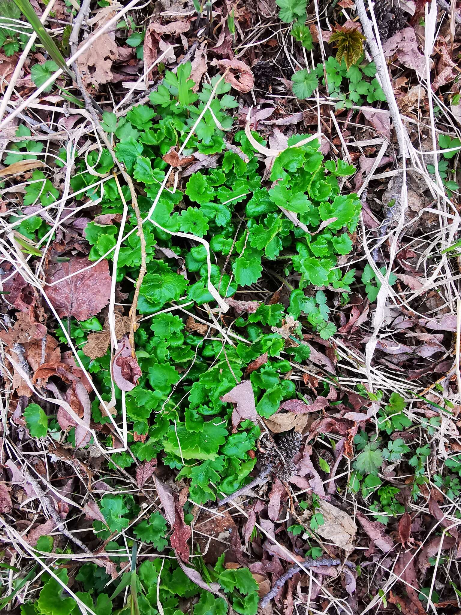 Image of Porsild's Pseudosaxifrage