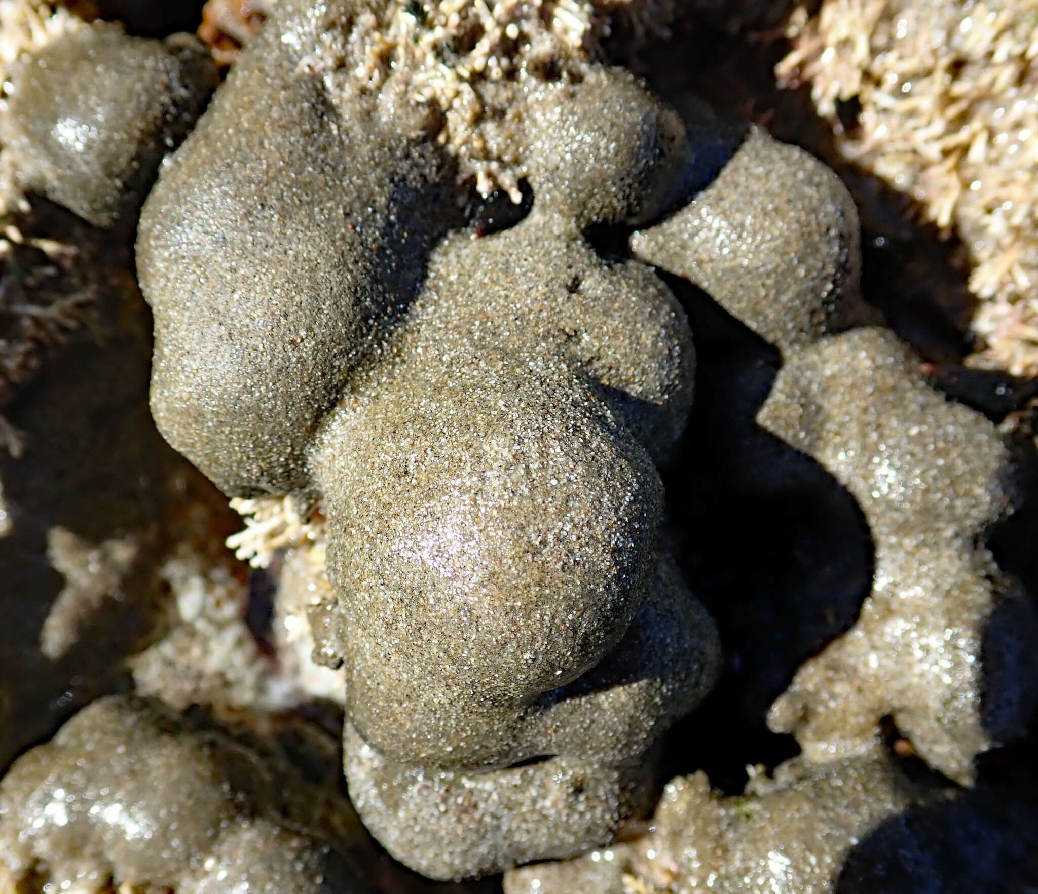 Image of Cladophora albida