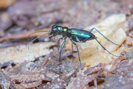 Image of Cylindera (Verticina) versicolor (W. S. MacLeay 1825)