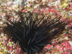 Image of Diadema mexicanum A. Agassiz 1863