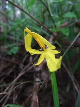 Image of Tigridia convoluta (Ravenna) Goldblatt