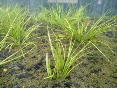 Image of Taiwan Quillwort