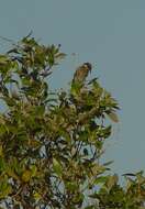 Image of Mangrove Honeyeater