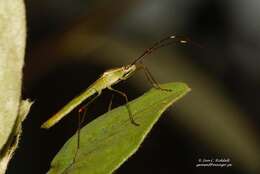 Image of Stenocoris (Stenocoris) apicalis (Westwood 1842)