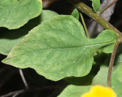 Image of Zaluzania montagnifolia (Sch. Bip.) Sch. Bip.