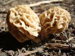 Image of Morchella tridentina Bres. 1898