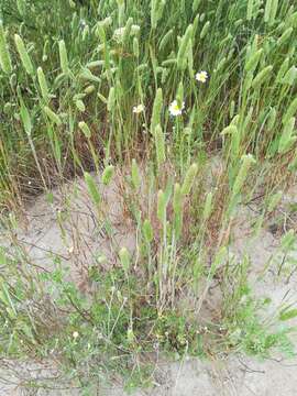 Image of Phleum arenarium L.