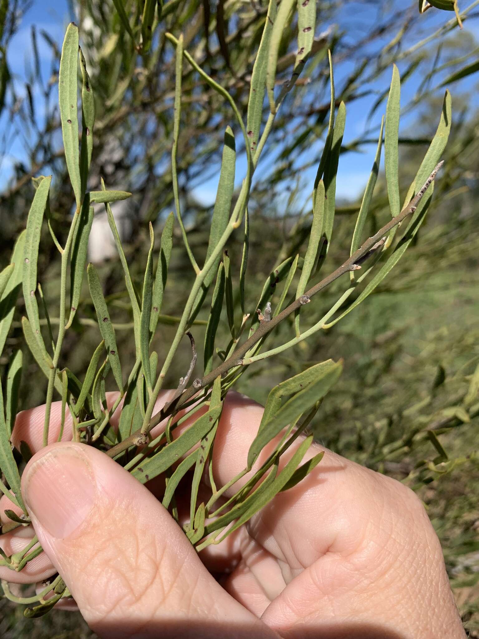 Image of Capparis loranthifolia Lindl.