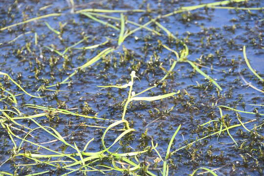 Image of Northern Burr-Reed