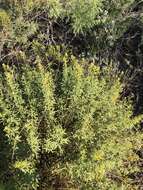 Image of Chiricahua Mountain Stinkweed