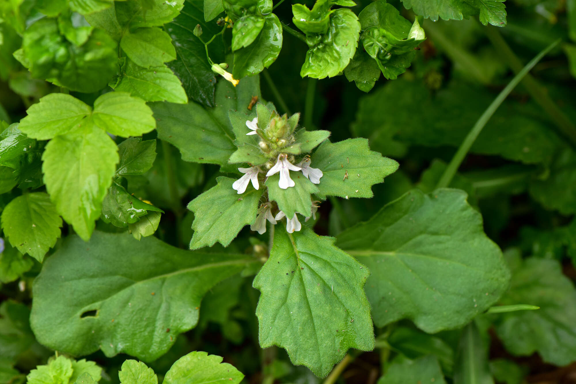 Image of Ajuga nipponensis Makino