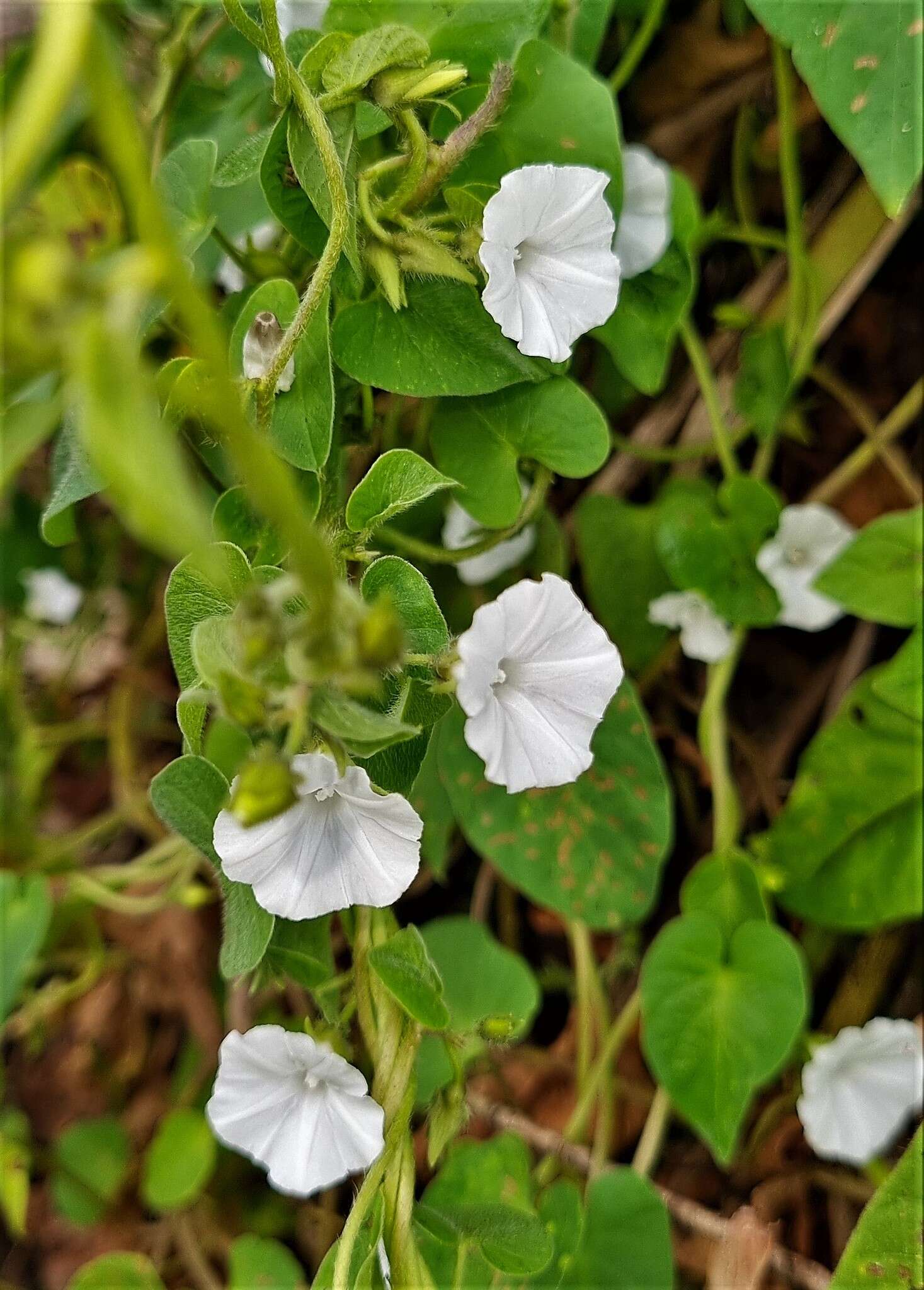 Image of Ipomoea biflora subsp. biflora