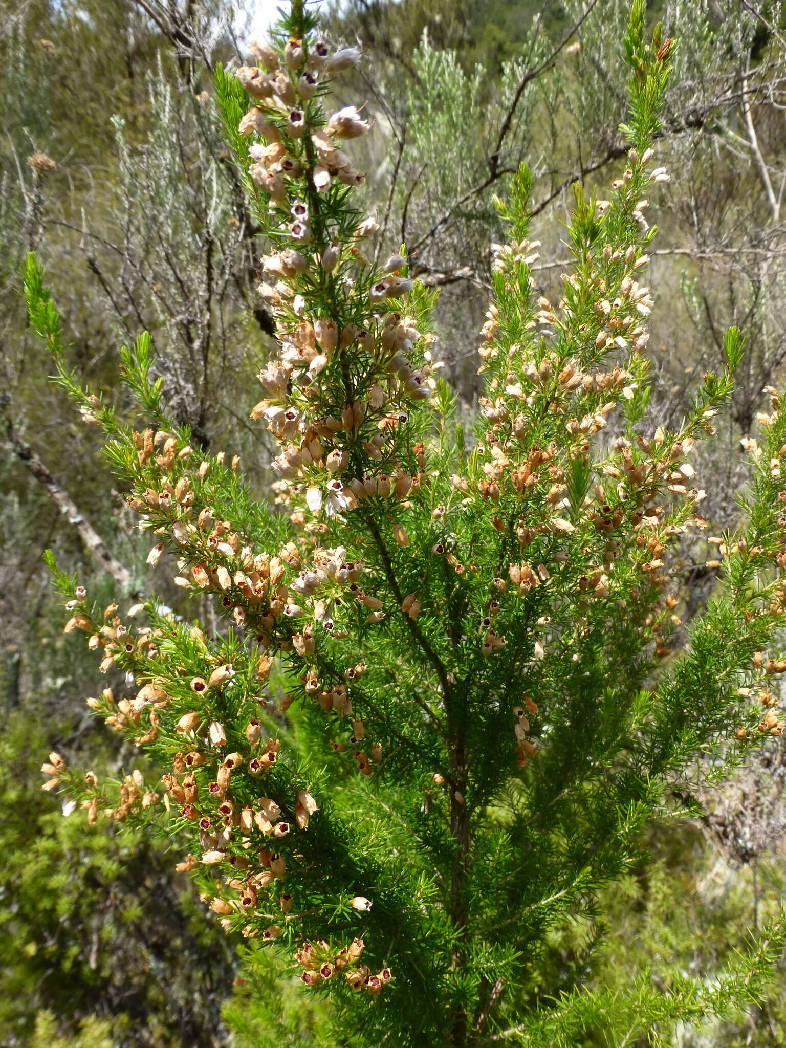 Image of Portuguese Heath