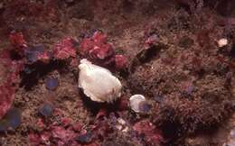 Image of Glossodoris angasi Rudman 1986