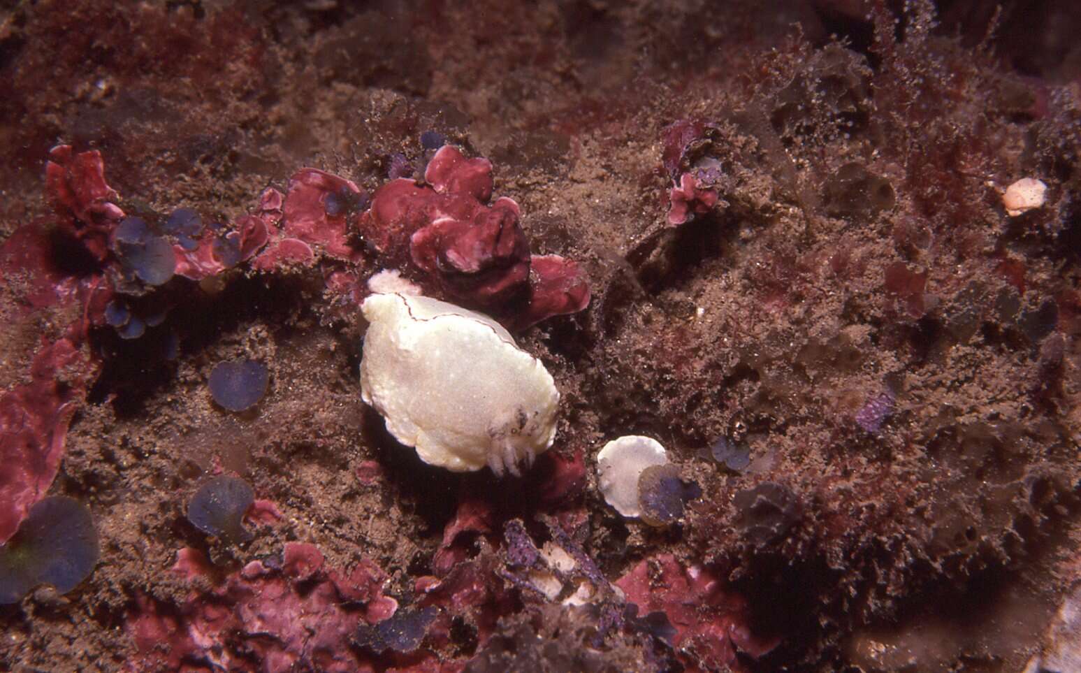 Image of Glossodoris angasi Rudman 1986