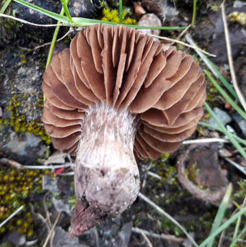 Imagem de Cortinarius vernus H. Lindstr. & Melot 1994