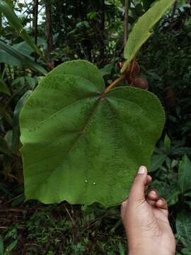 Ficus simplicissima Lour.的圖片