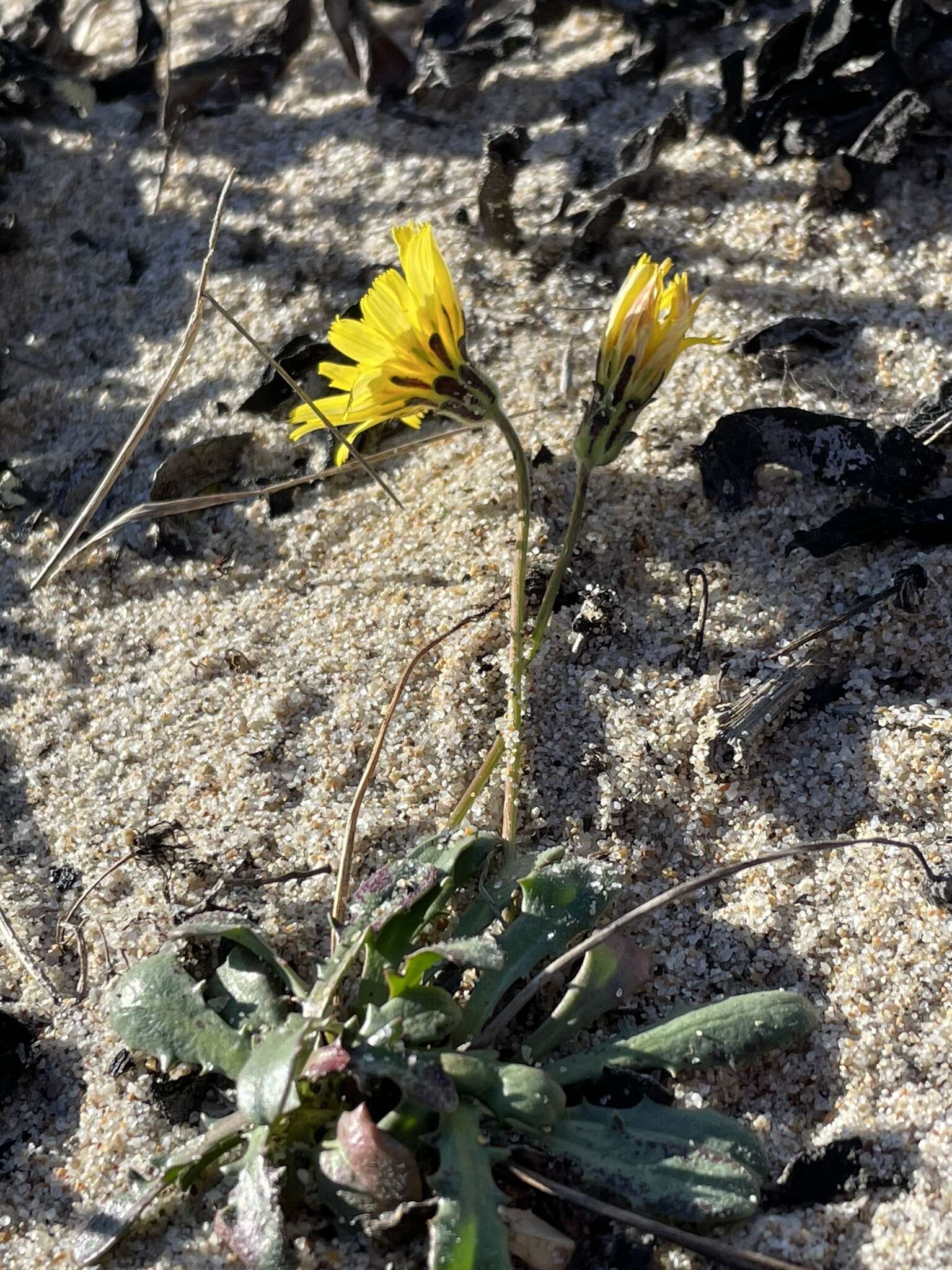 Plancia ëd Agoseris apargioides (Less.) Greene