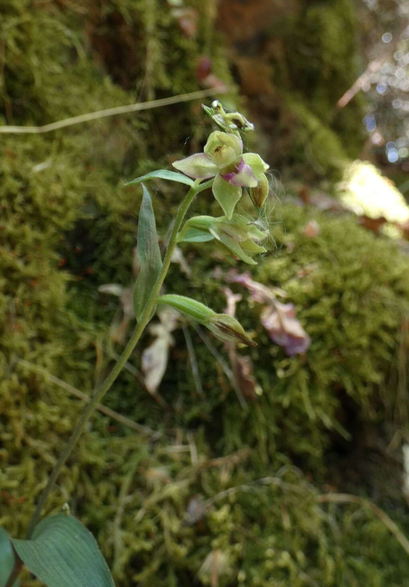 Epipactis troodi H. Lindb. resmi