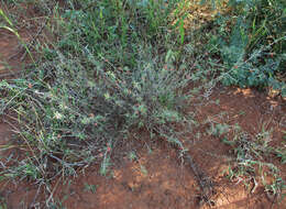 Слика од Indigofera bainesii Baker