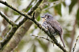 Image of Black-streaked Puffbird