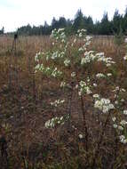 Image of Pringle's aster