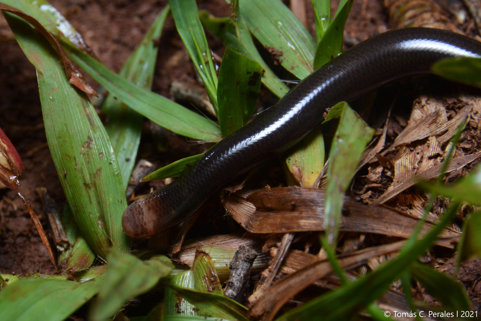 صورة Liotyphlops beui (Amaral 1924)