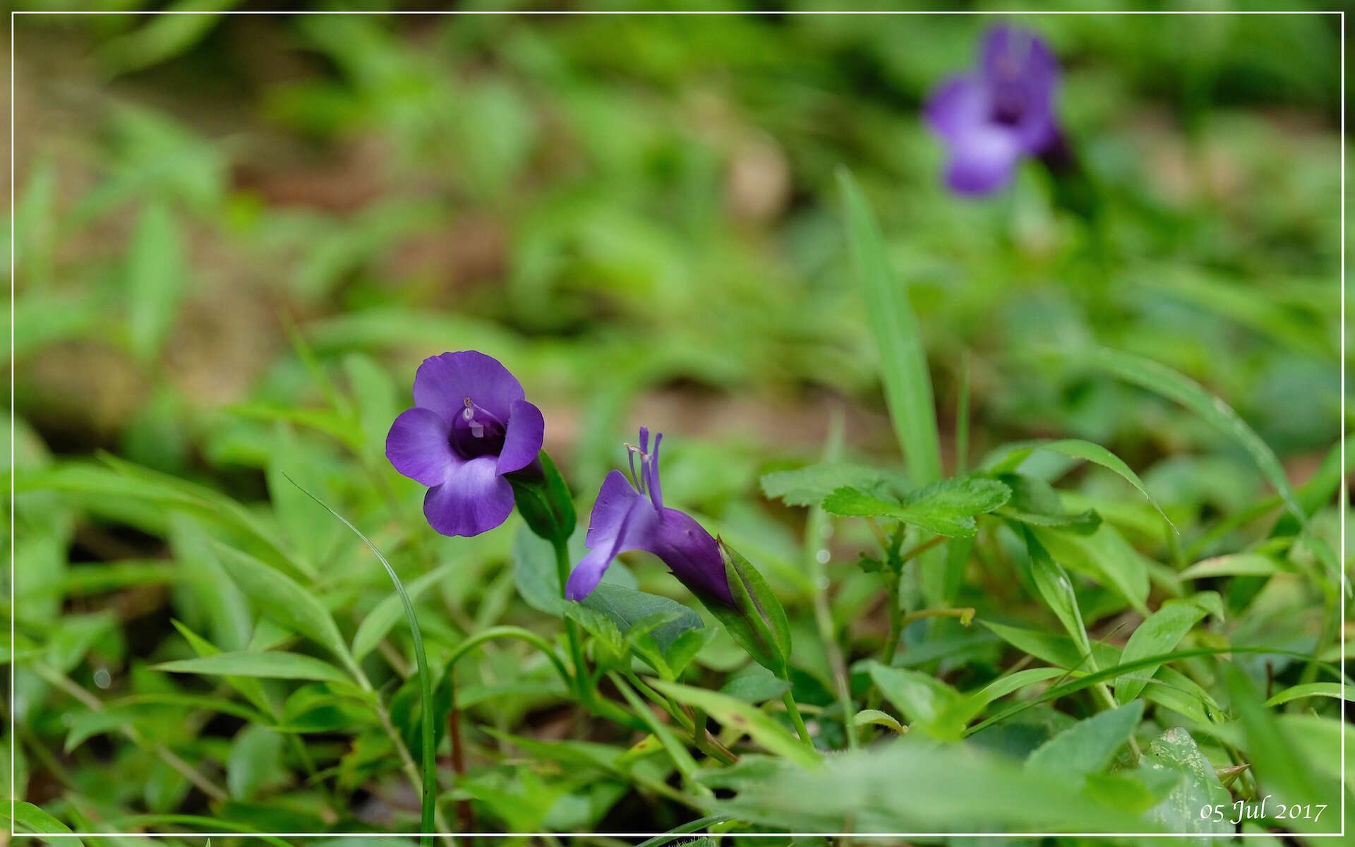 Image of Spotless Violet Torenia