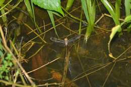 Image of Dingy Dusk-darter