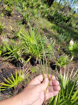 Sivun Scleria ciliata var. glabra (Chapm.) Fairey kuva