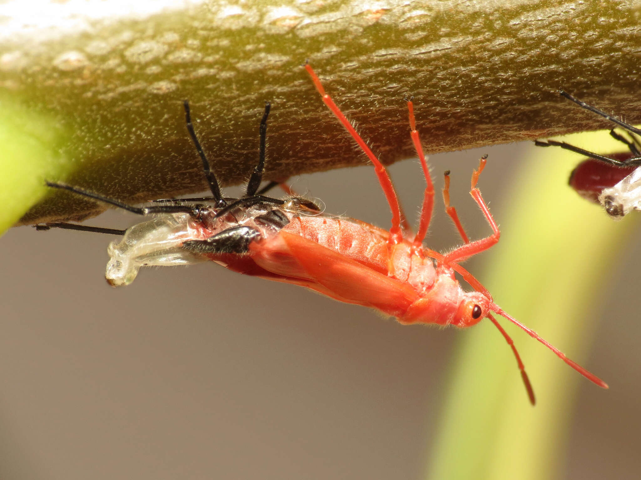 Image of Caenocoris nerii (Germar & E. F. 1847)