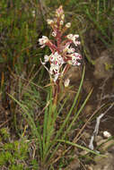 Image of Disa nivea H. P. Linder