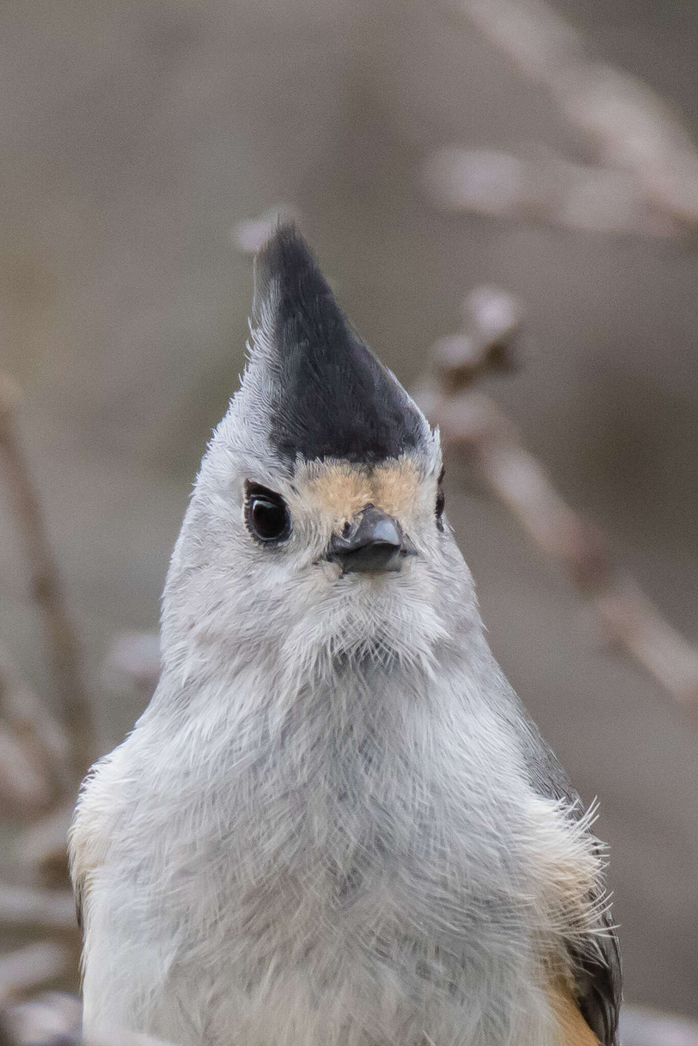 Image de Mésange à plumet noir