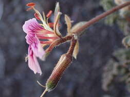 Image of Pelargonium griseum Knuth