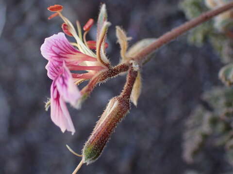 Image of Pelargonium griseum Knuth