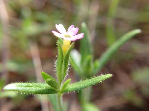 Image of slender phlox