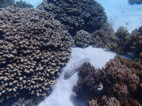 Image of Elephant Trunkfish