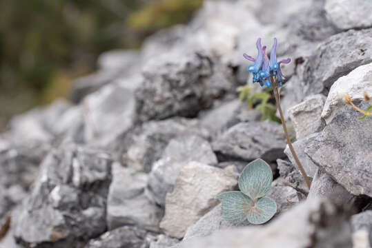 Image of Corydalis hemidicentra Hand.-Mazz.