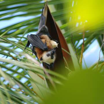 Image of Aldabra Flying Fox