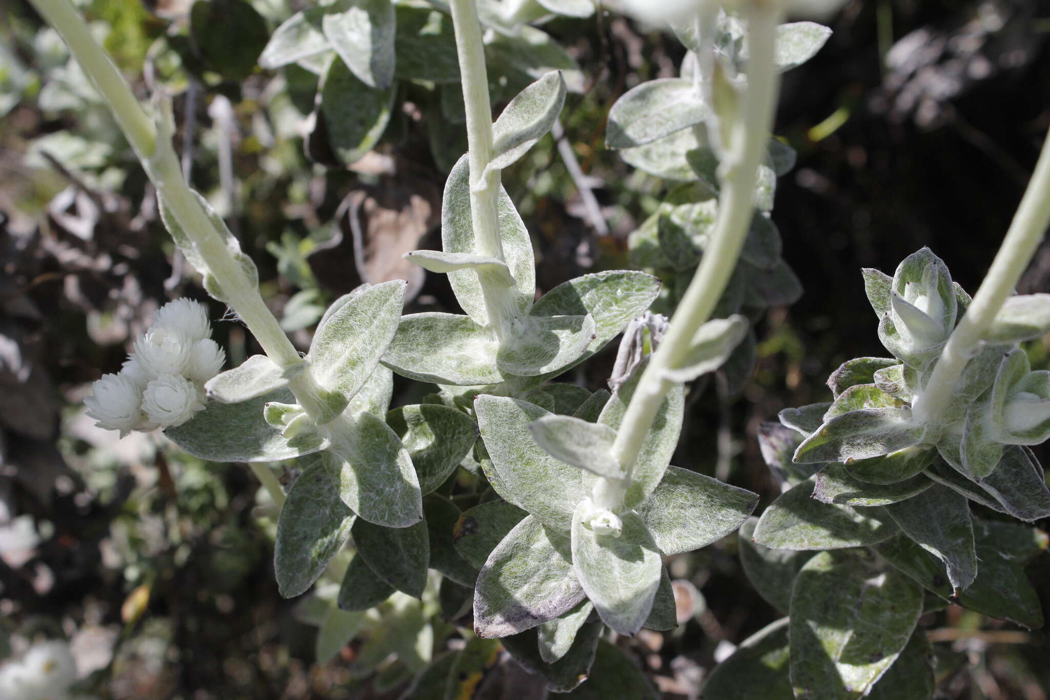 Helichrysum fruticans (L.) D. Don resmi