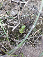 Image of Gray Treefrog